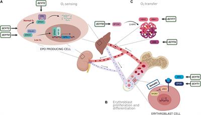 Identification of Variants Associated With Rare Hematological Disorder Erythrocytosis Using Targeted Next-Generation Sequencing Analysis